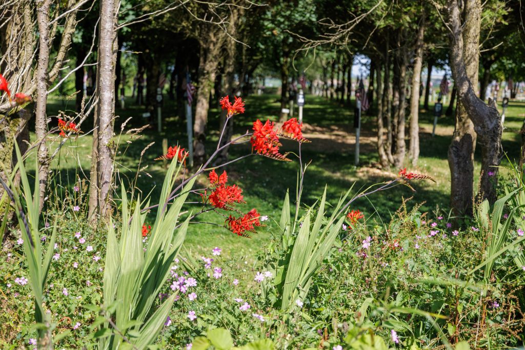 Vibrant red crocosmia flowers blooming in the foreground with a shaded, tree-lined avenue of memorial markers and American flags visible softly out of focus in the background.