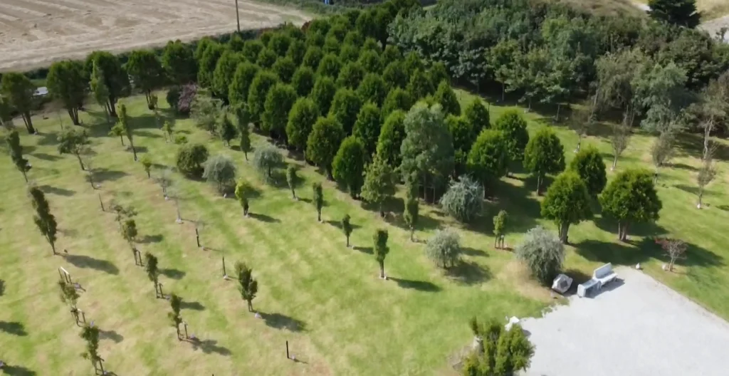 Overhead view of the rows of trees in the Ringfinn Garden of Rememberance