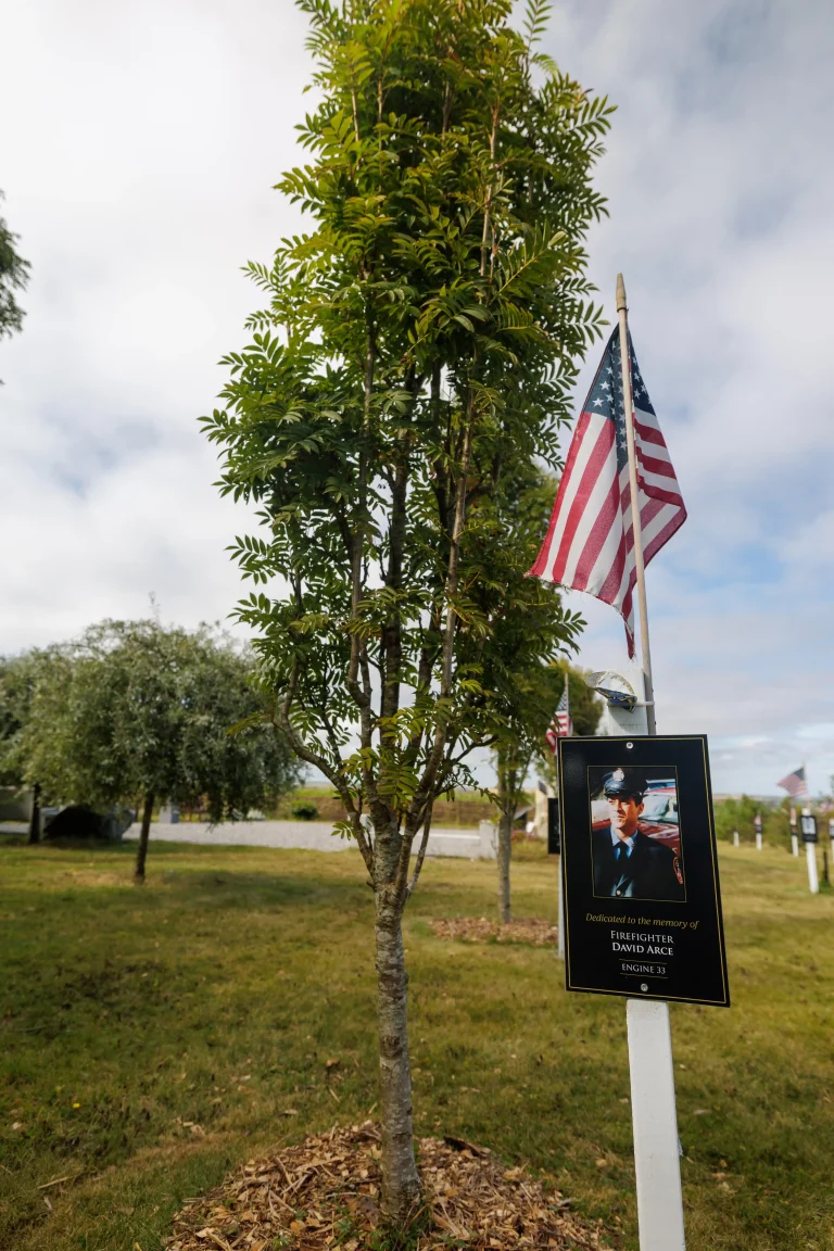 Photo of David Arce's tree in Ringfinnan Garden of Remembrance