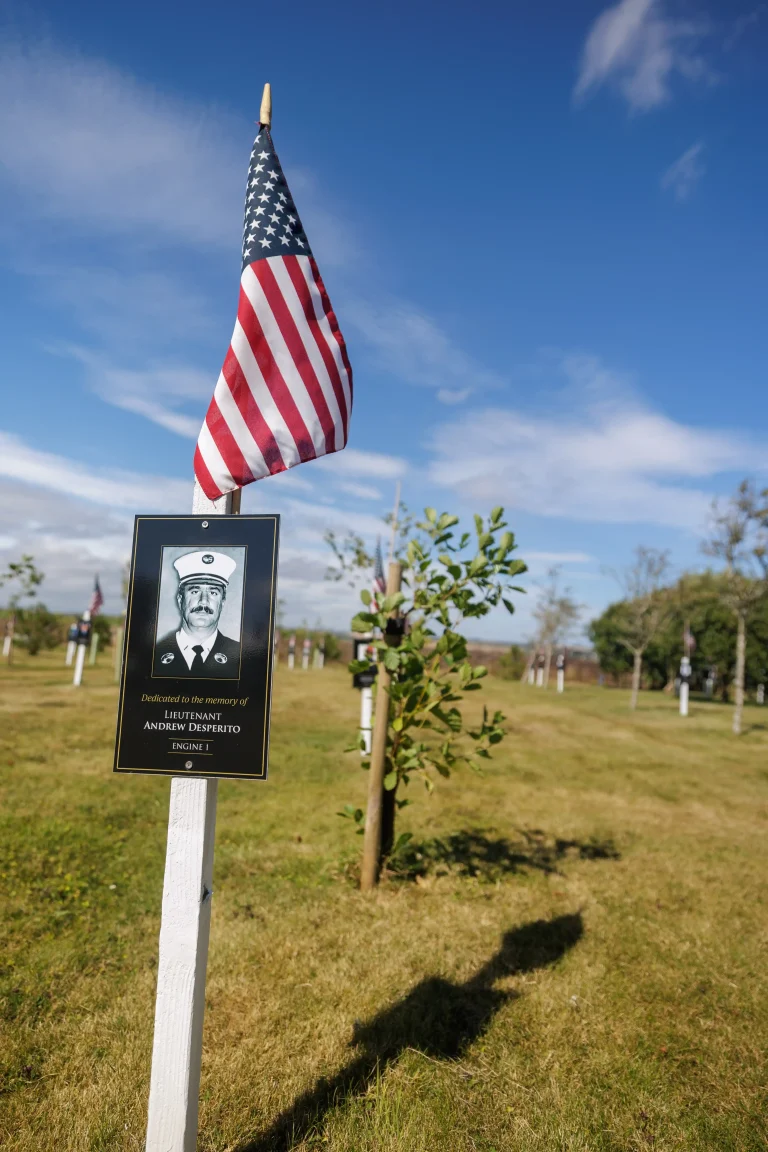 Photo of Andrew Desperito's tree in Ringfinnan Garden of Remembrance