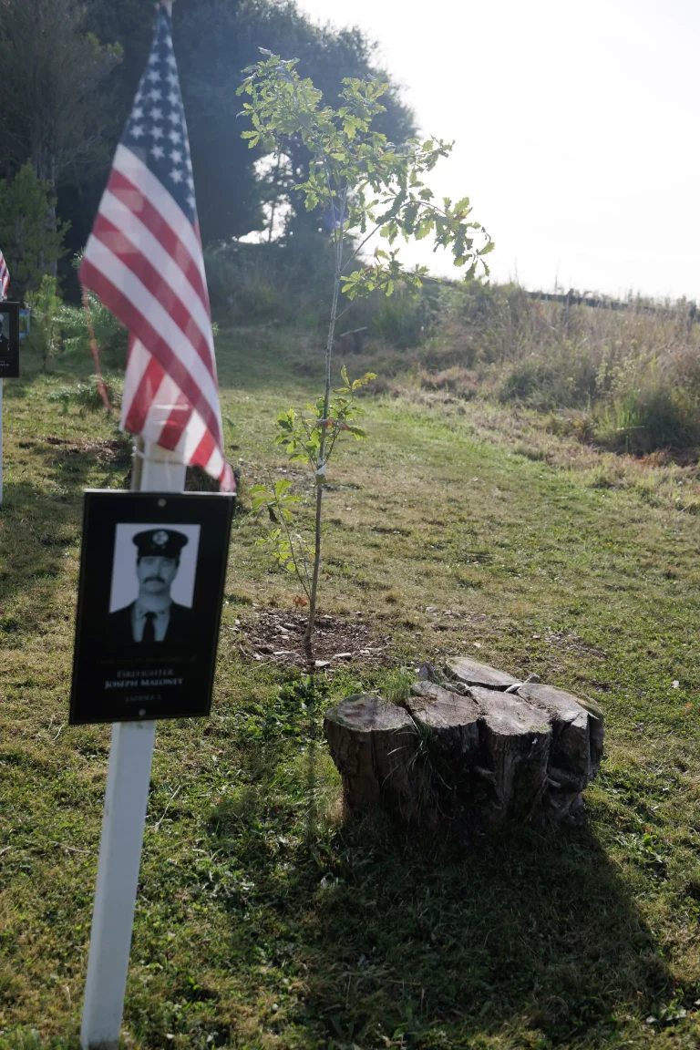 Photo of Joseph Maloney's tree in Ringfinnan Garden of Remembrance