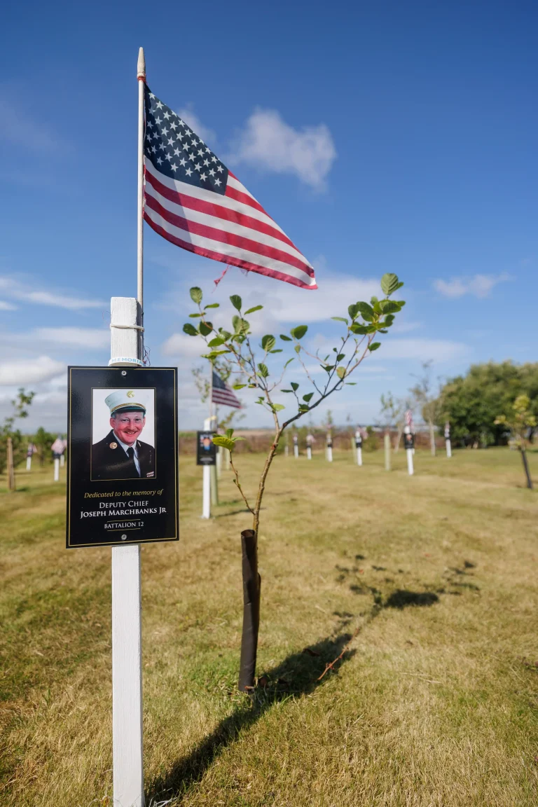 Photo of Joseph Marchbanks Jr's tree in Ringfinnan Garden of Remembrance