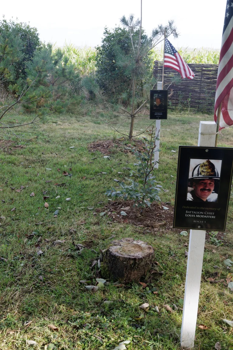 Photo of Louis Modafferi's tree in Ringfinnan Garden of Remembrance